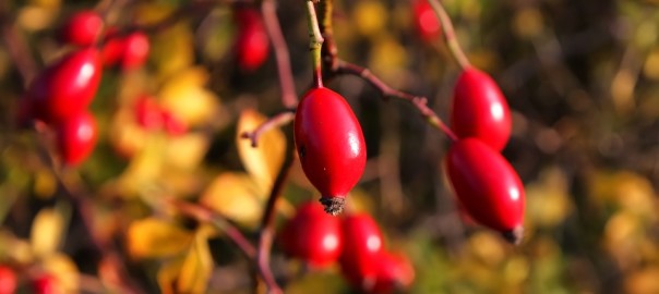 rose-hip-808502_960_720